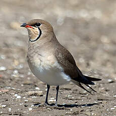 Collared Pratincole