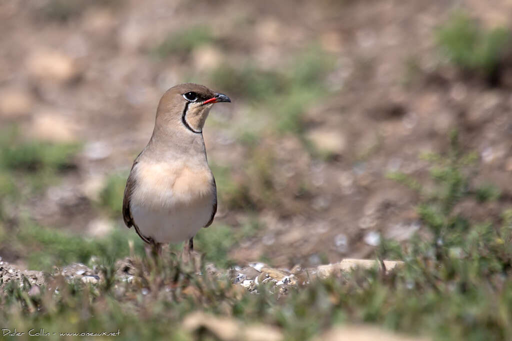 Collared Pratincoleadult breeding, pigmentation