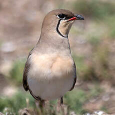 Collared Pratincole