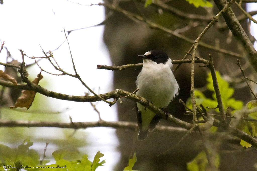 Collared Flycatcher male adult breeding, identification