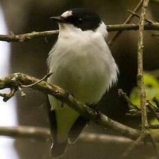 Collared Flycatcher