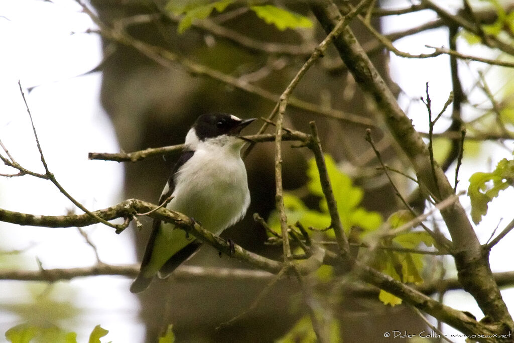 Collared Flycatcher male adult breeding, song