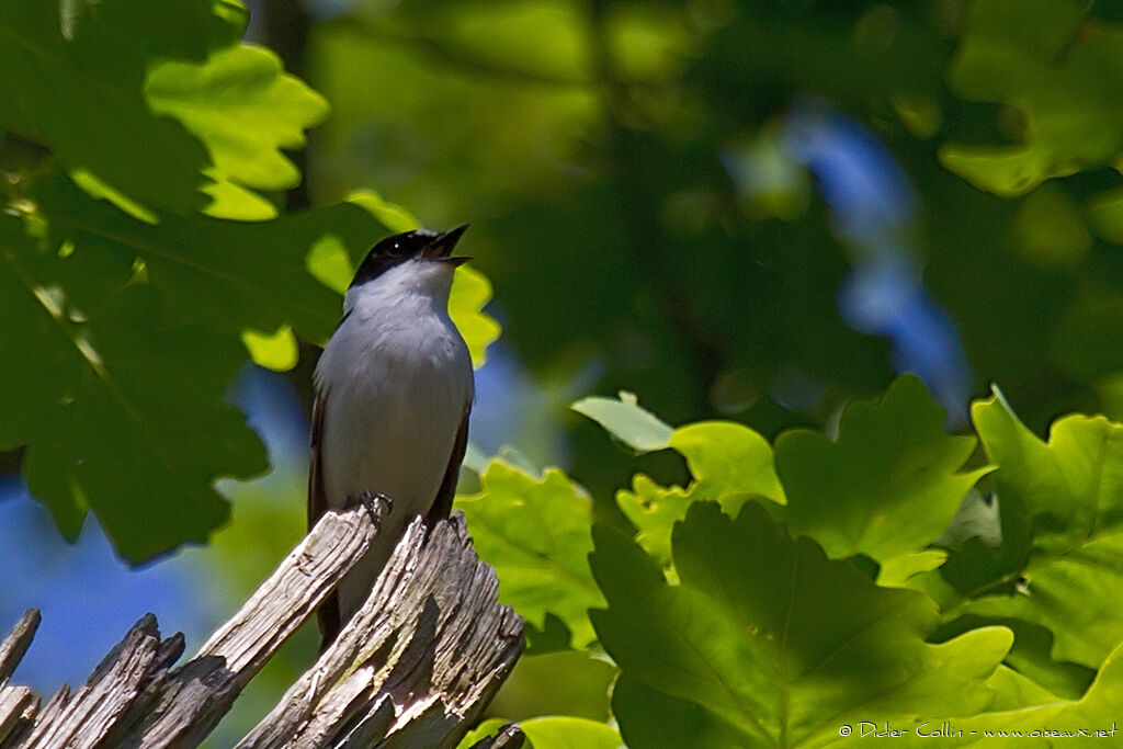 Collared Flycatcheradult, song