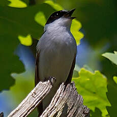 Collared Flycatcher