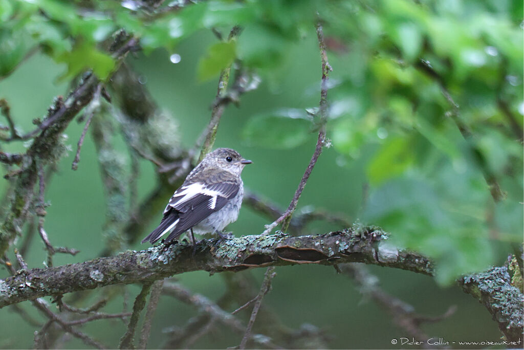 Collared Flycatcher