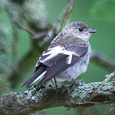 Collared Flycatcher