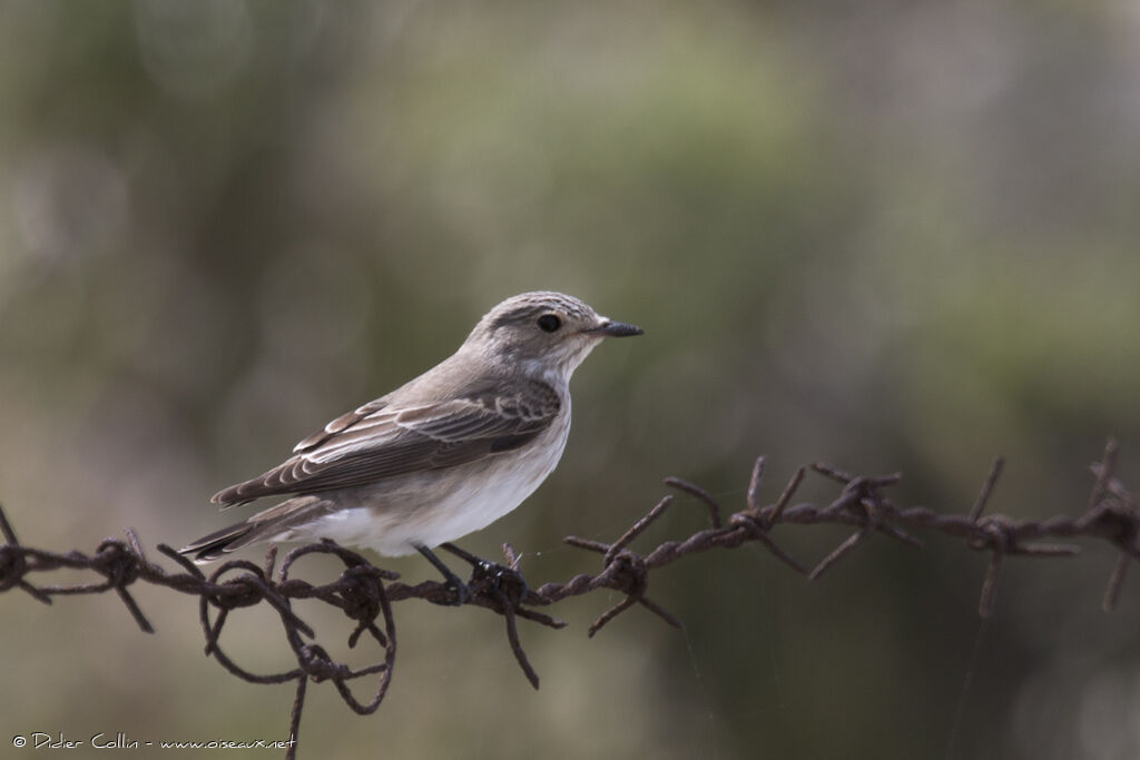 Spotted Flycatcheradult