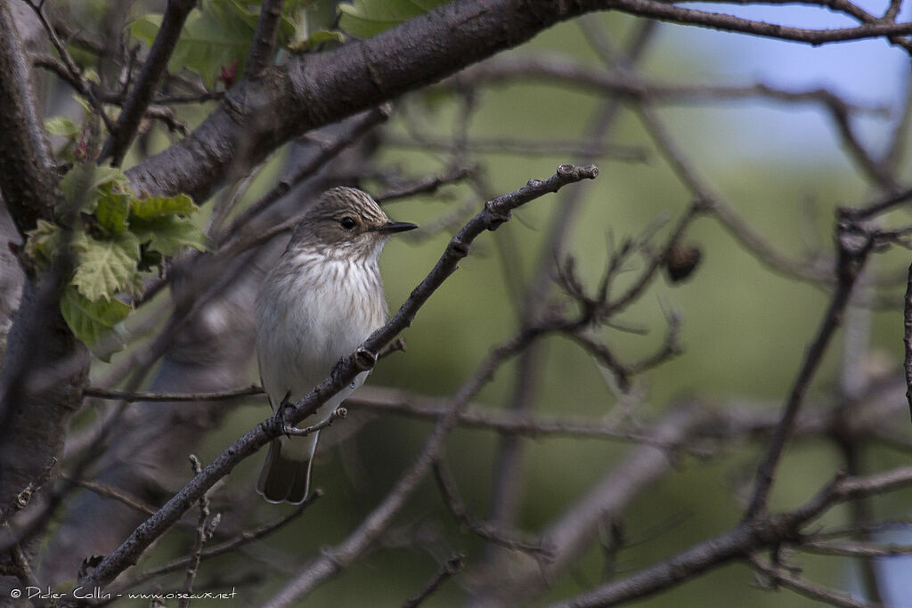 Spotted Flycatcheradult