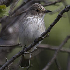 Spotted Flycatcher