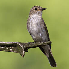 Spotted Flycatcher