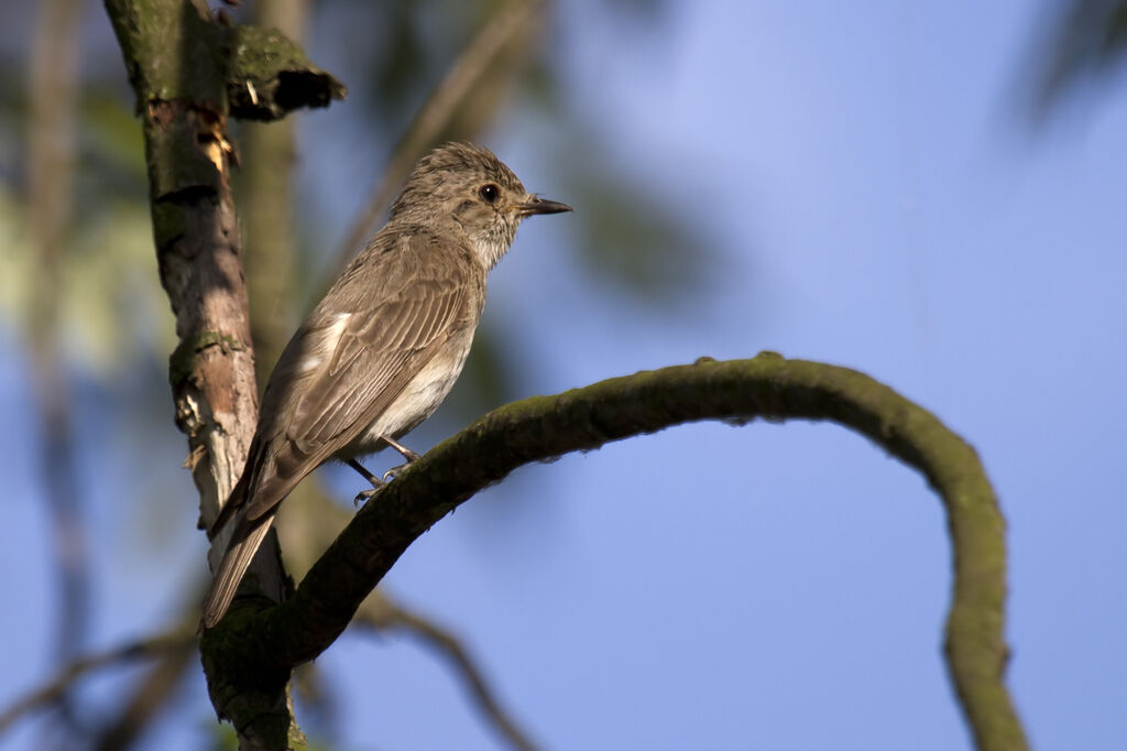 Spotted Flycatcheradult