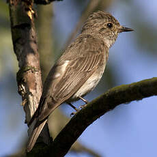 Spotted Flycatcher