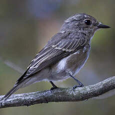 Spotted Flycatcher