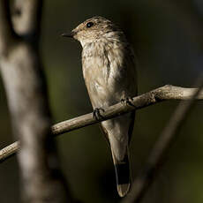 Spotted Flycatcher