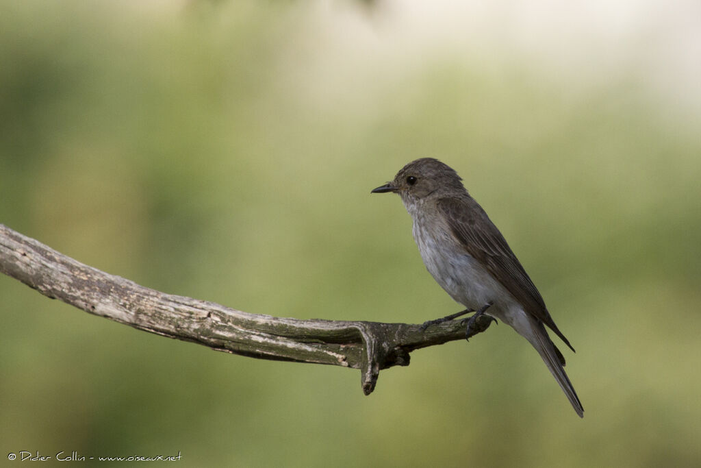 Spotted Flycatcheradult