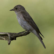 Spotted Flycatcher