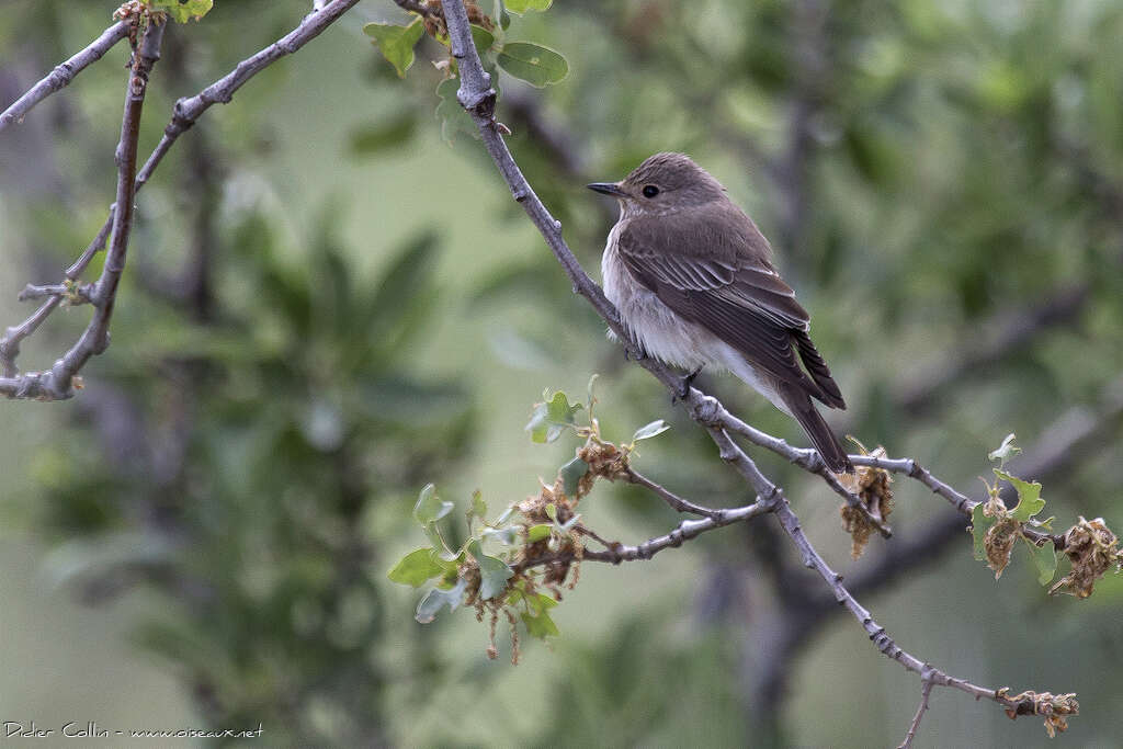 Spotted Flycatcheradult, aspect, feeding habits