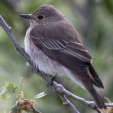 Spotted Flycatcher