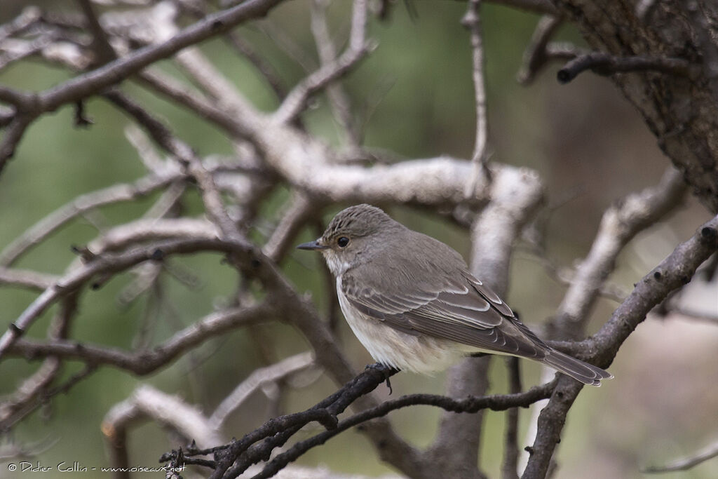 Spotted Flycatcheradult