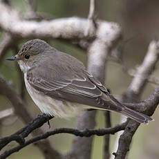 Spotted Flycatcher