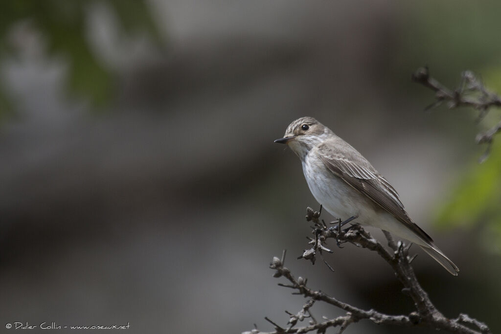 Gobemouche grisadulte, identification