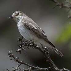 Spotted Flycatcher