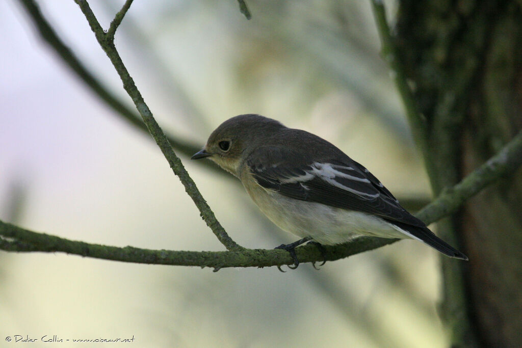 European Pied Flycatcher, identification