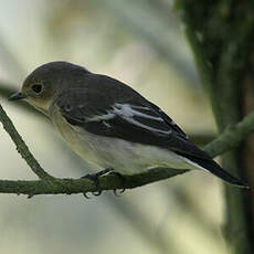 European Pied Flycatcher