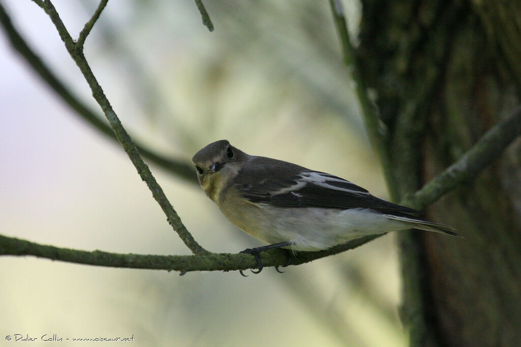 European Pied Flycatcher