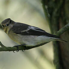 European Pied Flycatcher