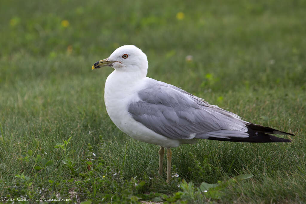 Ring-billed Gulladult, identification