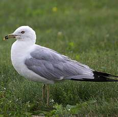 Ring-billed Gull