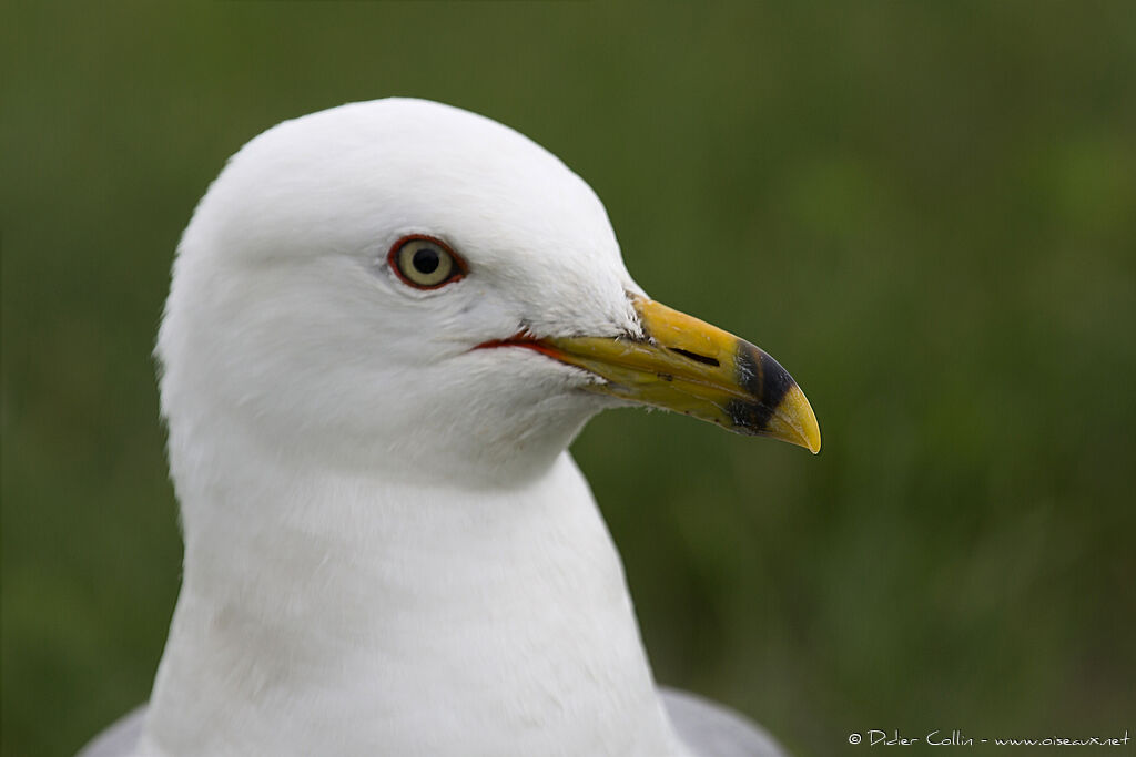 Ring-billed Gulladult