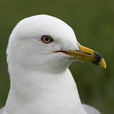 Ring-billed Gull