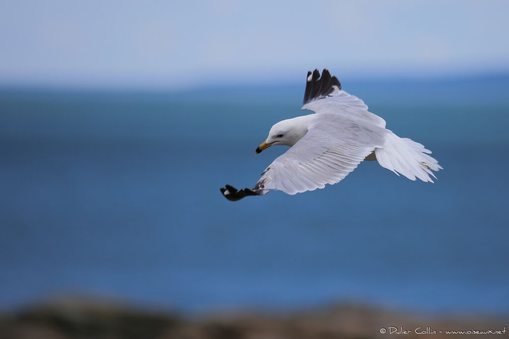 Ring-billed Gulladult, Flight