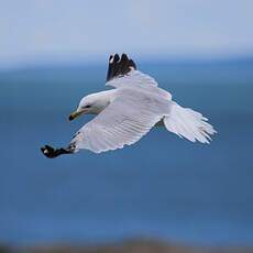 Ring-billed Gull