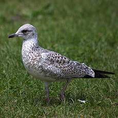 Ring-billed Gull