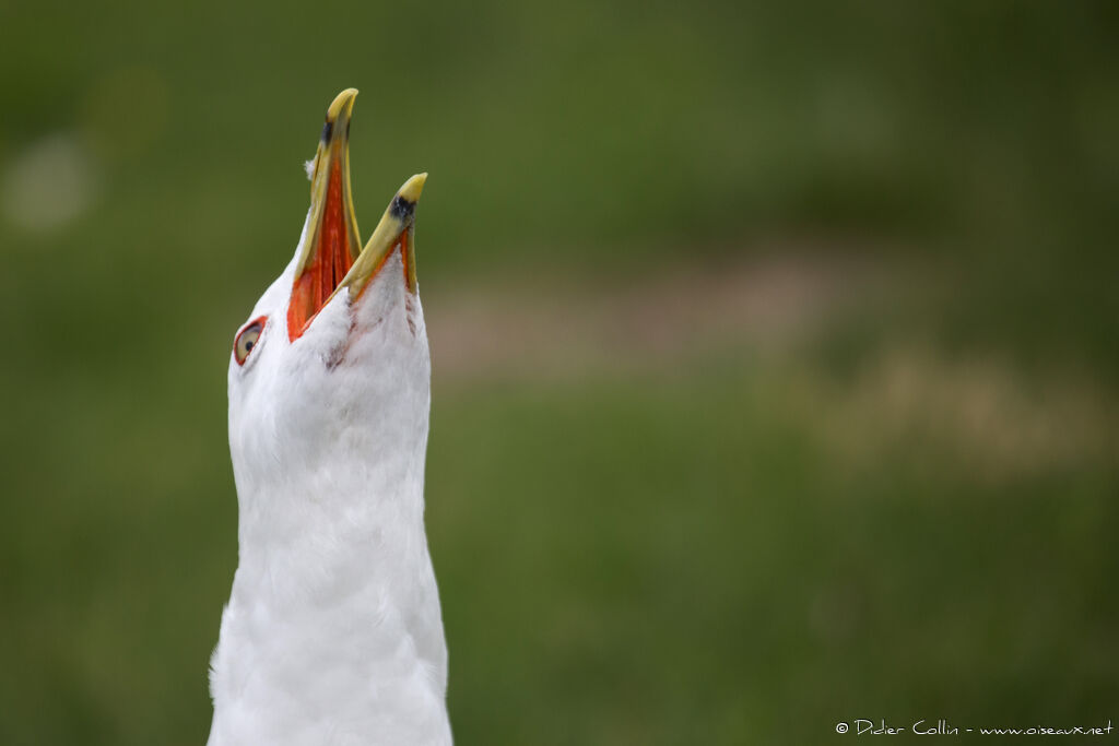 Ring-billed Gulladult, song, Behaviour