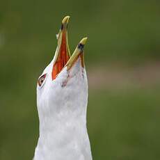 Ring-billed Gull