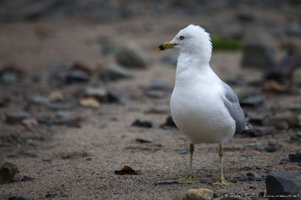 Ring-billed Gulladult, identification