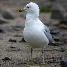 Ring-billed Gull