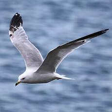 Ring-billed Gull