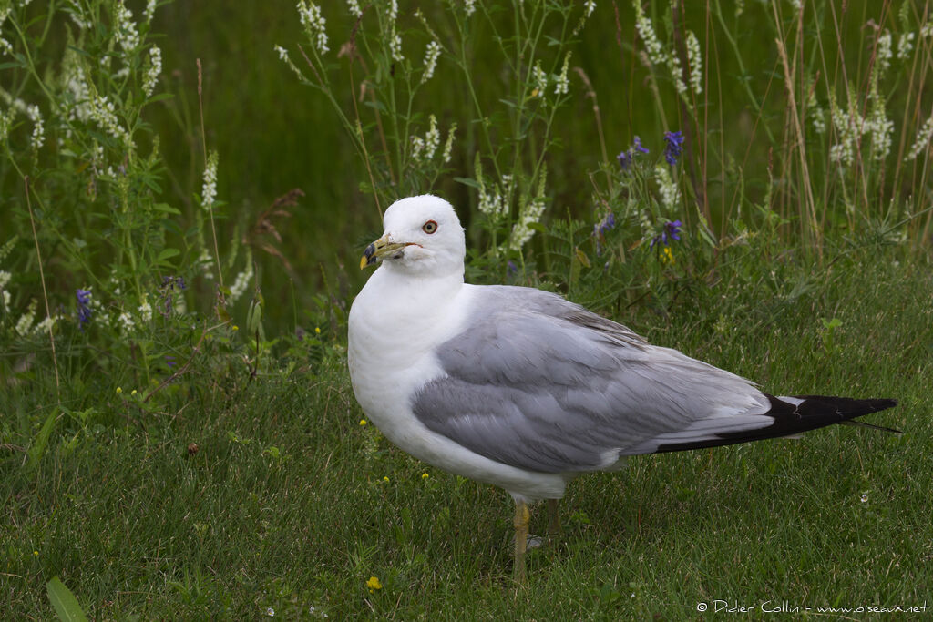 Ring-billed Gulladult, identification