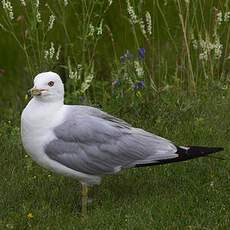 Ring-billed Gull