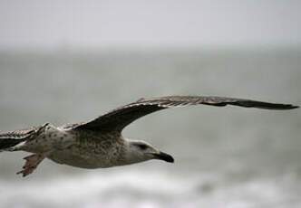 European Herring Gull