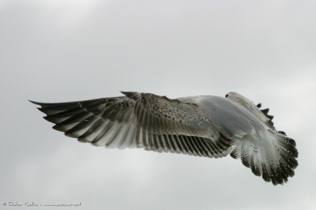 European Herring Gull, identification