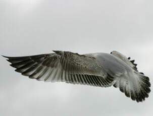 European Herring Gull