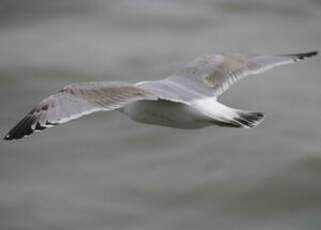 European Herring Gull