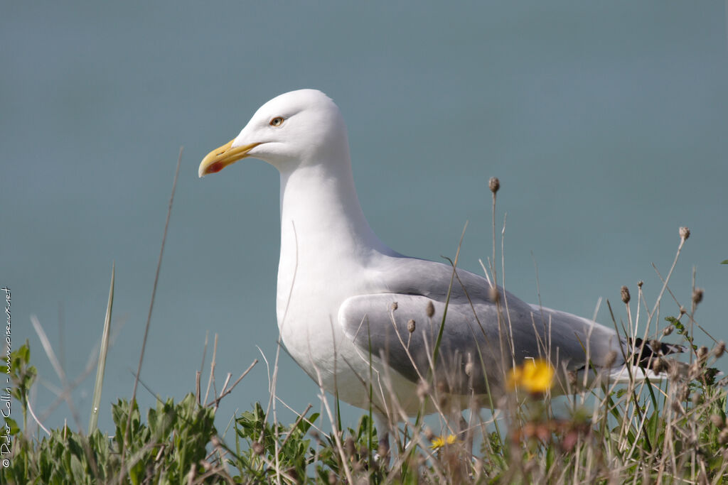 Goéland argentéadulte