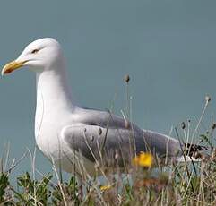 European Herring Gull